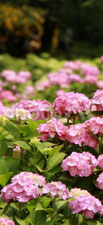 公園に全盛期を迎えるピンク色のアジサイ 紫陽花,アジサイ,壁紙の写真素材
