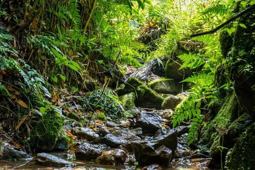 山奥の小川 山奥の小川 小川,川,山奥の写真素材