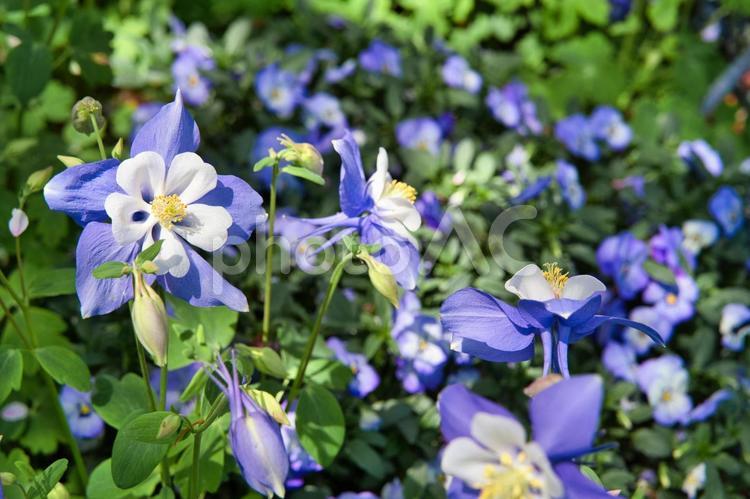 休日散歩　青と白の花が咲き誇る春① 花,青い花,白い花の写真素材