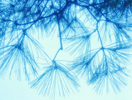 Photo, pine needle, loose, blue image, 