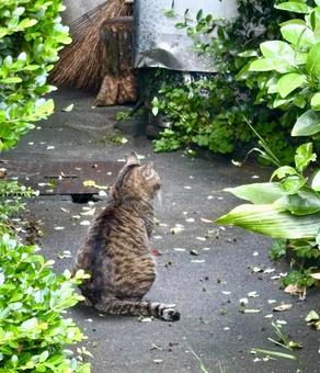 雨上がりのネコ 雨上がりのネコの写真