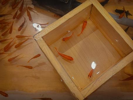 金魚すくい 金魚すくいの写真
