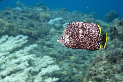 ユウゼン ユウゼン ユウゼン,魚,メタルの写真素材