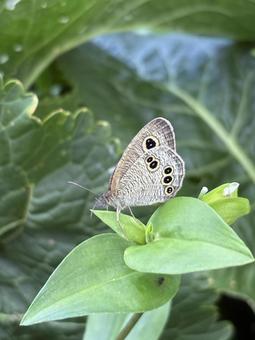 ツユクサにとまるヒメウラナミジャノメ01 姫裏波蛇目,ヒメウラナミジャノメ,蝶の写真素材