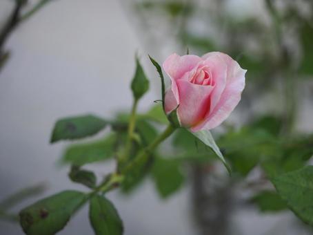 バラ園にてピンクの薔薇を撮った写真 バラ園にてピンクの薔薇を撮った写真の写真