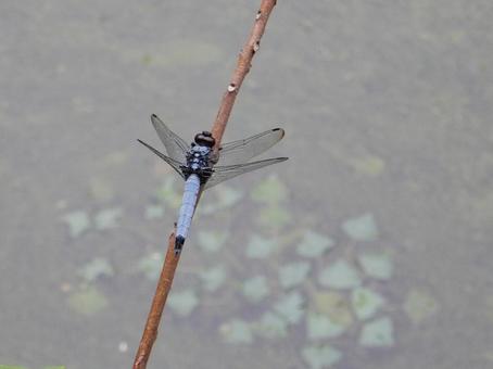Photo, coconut shell, large salted dragonfly, dragonfly, 