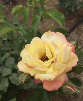 バラ バラの写真