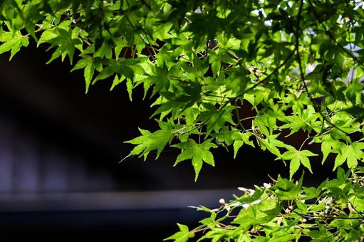 青もみじ 青もみじ 青紅葉,キラキラ,木漏れ日の写真素材