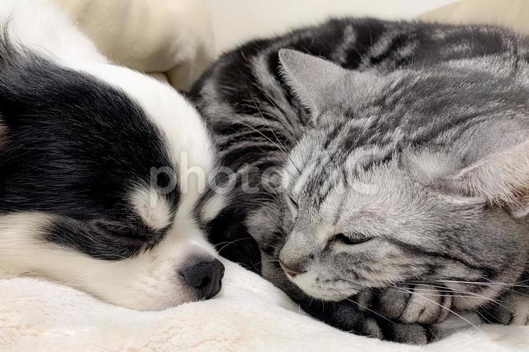 チワワとアメショ５ チワワ,アメリカンショートヘア,犬の写真素材
