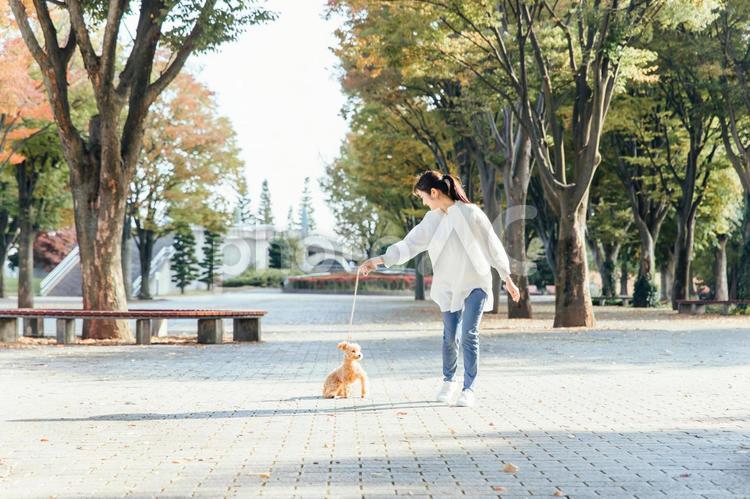 犬の散歩をする女性（全身） 犬,ペット,トイプードルの写真素材