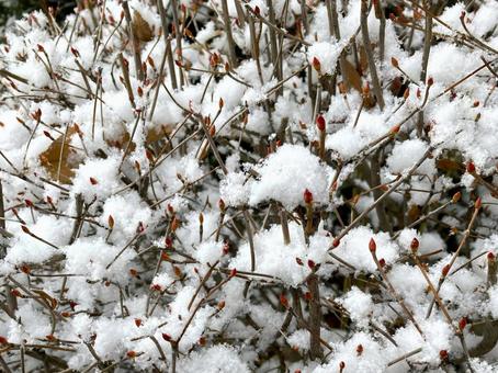 赤い冬芽と雪 芽,冬芽,雪の写真素材