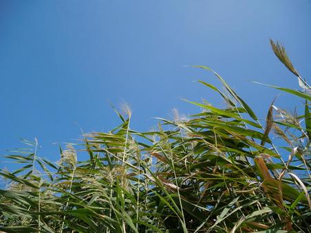 ヨシと青い秋空 ヨシと青い秋空 ヨシ,イネ,アシの写真素材