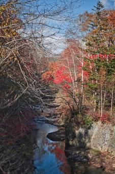 エモエモ紅葉 エモエモ紅葉の写真