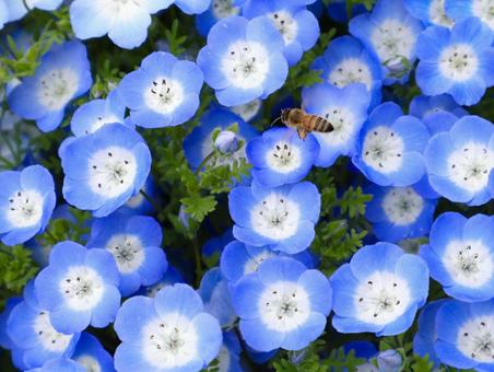 ネモフィラとはちの写真