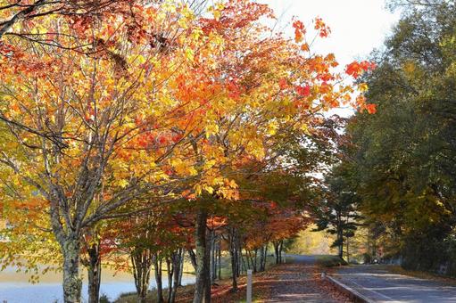 紅葉の女神湖 湖,風景,山の写真素材