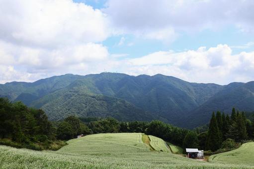 9月下旬のまんのう町島ヶ峰の天空のソバ畑 9月下旬のまんのう町島ヶ峰の天空のソバ畑の写真