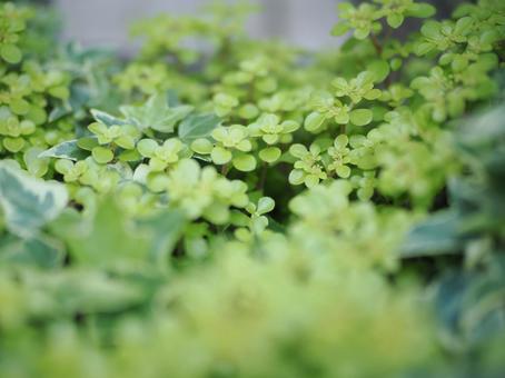 Ivy and sedum flower bed, JPG Ivy and sedum flower bed, JPG