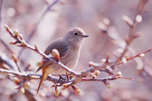 桜のつぼみと枝にとまるジョウビタキの雌 鳥,ジョウビタキ,自然の写真素材