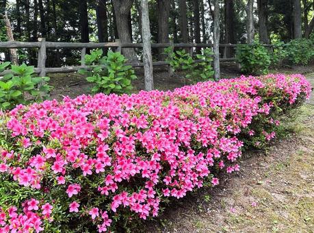 つつじ2 つつじ2の写真