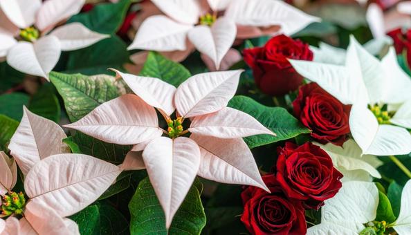 12月誕生花 ポインセチア、赤いバラ 12月誕生花 ポインセチア、赤いバラの写真