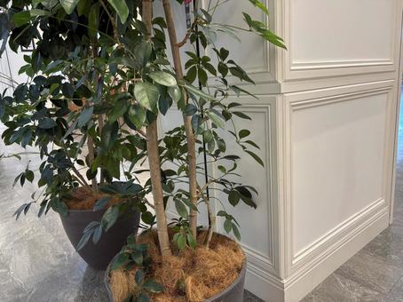 室内に置かれた観葉植物と白い壁 室内に置かれた観葉植物と白い壁 観葉植物,室内,インテリアの写真素材