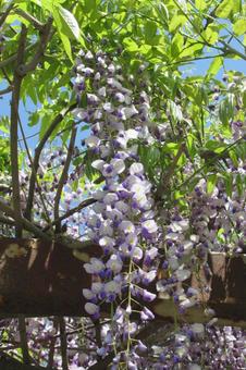 Photo, rattan, fuyu's flower, plant, 
