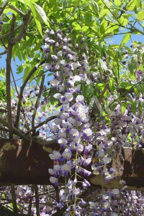 公園内に設置された藤棚に咲く藤の花 藤,藤の花,植物の写真素材