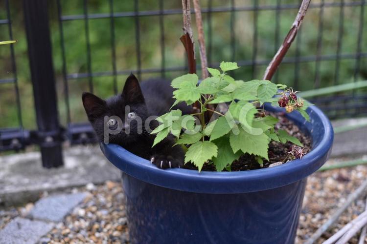植木鉢と子猫２ 猫,子猫,植木鉢の写真素材