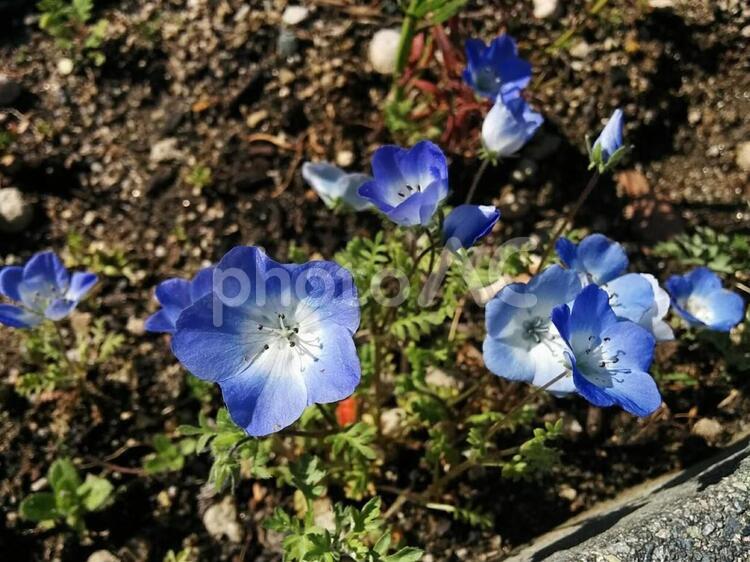 花　ネモフィラ　瑠璃唐草　るりからくさ　ルリカラクサ　どこでも成功　可憐　あなたを許す　2 ネモフィラ,瑠璃唐草,るりからくさの写真素材