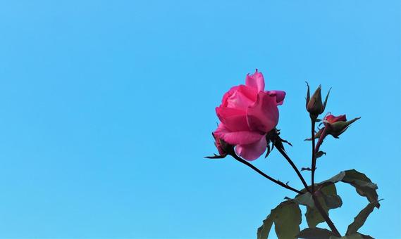 バラと青空 バラと青空の写真