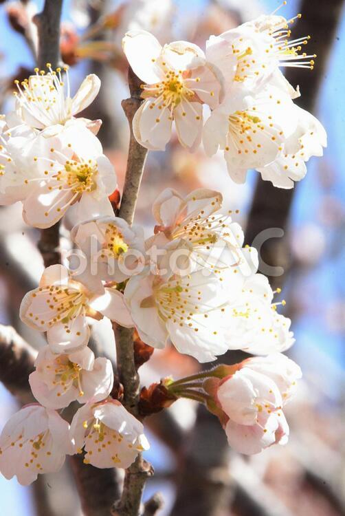 佐藤錦（さくらんぼ）の花 植物,花,さくらんぼの写真素材