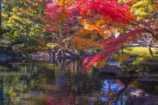 大田黒公園の紅葉 大田黒公園の紅葉 大田黒公園,紅葉,秋の写真素材