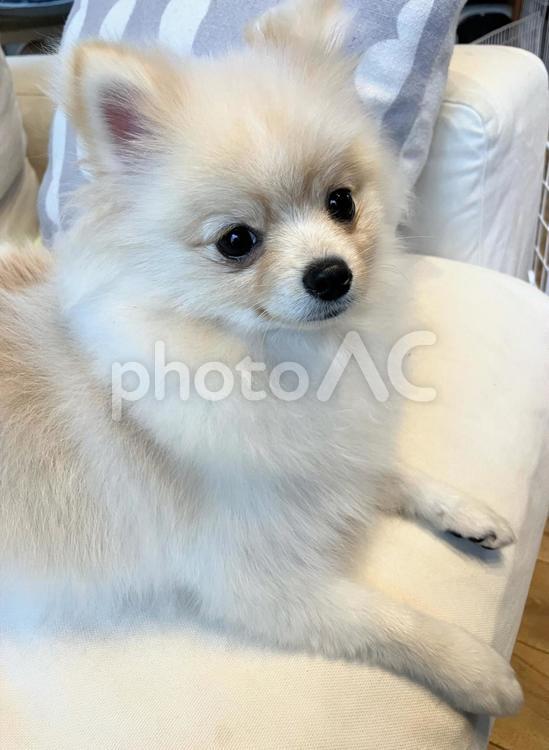 ソファでくつろぐポメラニアン ポメラニアン,ソファ,ペットの写真素材