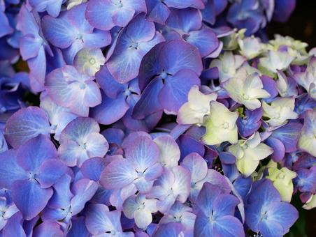 紫陽花 紫陽花の写真