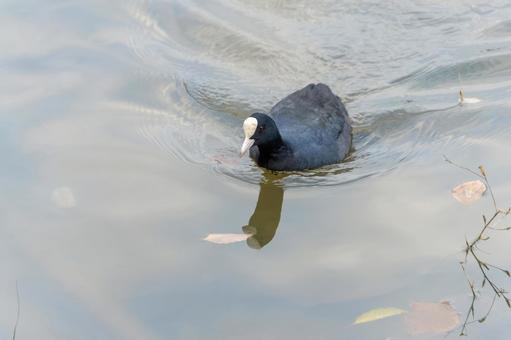 Coot swimming in a winter pond, JPG Coot swimming in a winter pond, JPG