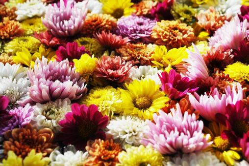 菊の宴 カラフル,浮かぶ,鮮やかの写真素材