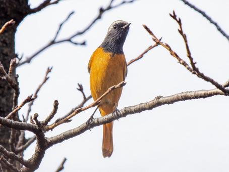枝にとまるジョウビタキのオスの写真