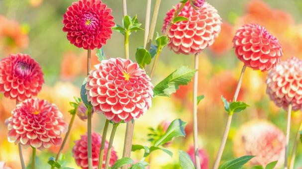 赤いポンポンダリアの花背景 ダリア,赤,オレンジの写真素材