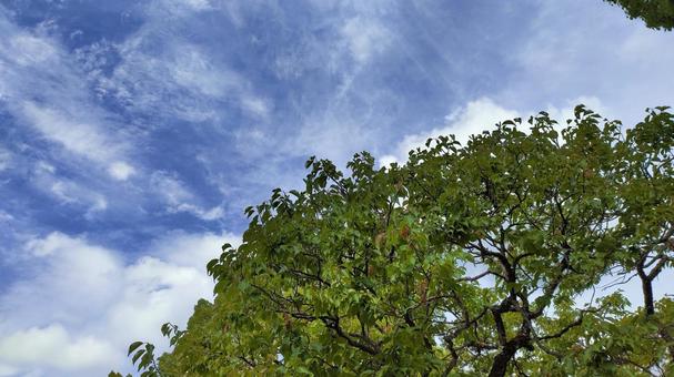 trees 006, fresh green, sky, sunny, JPG