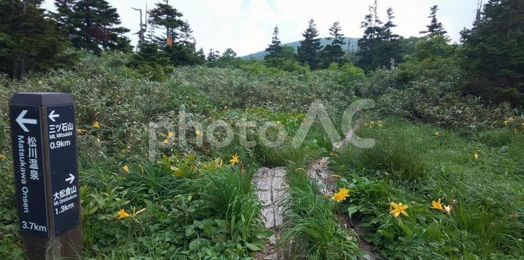 群生の黄色い花と木道 木道,登山,松川温泉の写真素材