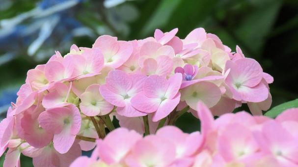 法多山尊永寺の紫陽花 法多山尊永寺の紫陽花 紫陽花,花,初夏の写真素材