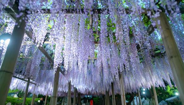 藤棚に咲く満開の藤の花 藤棚に咲く満開の藤の花の写真