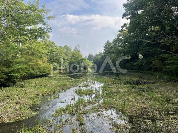 雲場池 雲場池,軽井沢,長野の写真素材