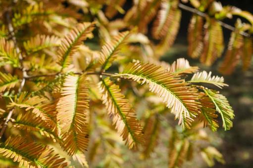 植物 メタセコイア 植物,メタセコイア,生きた化石の写真素材