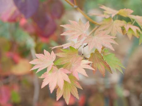 Photo, autumn leaves, natural, court, 