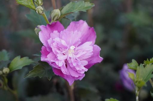 艶やかな八重の花 花,ピンク,八重の写真素材