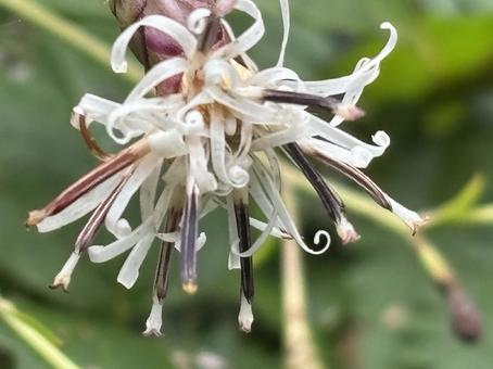 コウヤボウキ コウヤボウキの写真