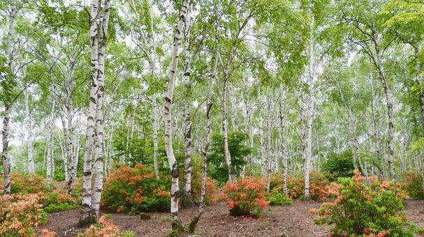 Misty birch forest and rhododendrons, JPG Misty birch forest and rhododendrons, JPG