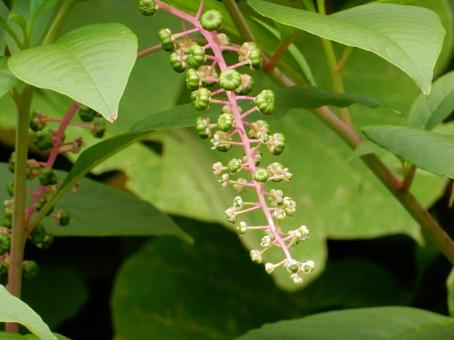 【植物写真】ヨウシュヤマゴボウ 【植物写真】ヨウシュヤマゴボウの写真