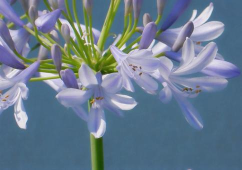 Photo, agapanthus, purple clam, blue, 